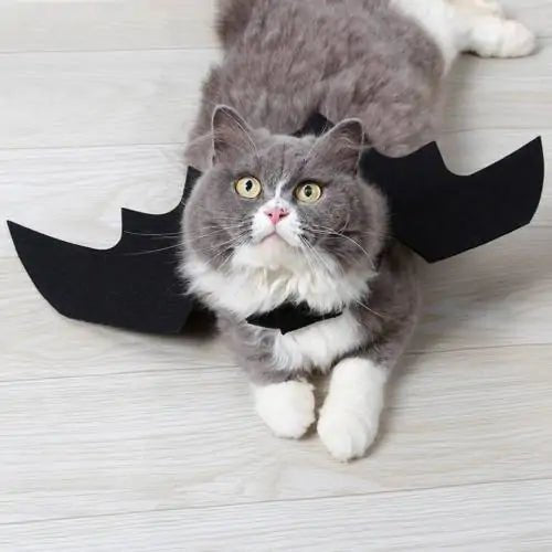 Adorable gray cat wearing a black bat wings costume for Halloween pet costume for cats, perfect for festive celebrations